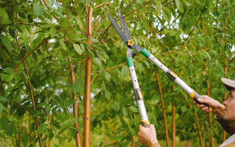 Tree trimming in Lone Tree, IA